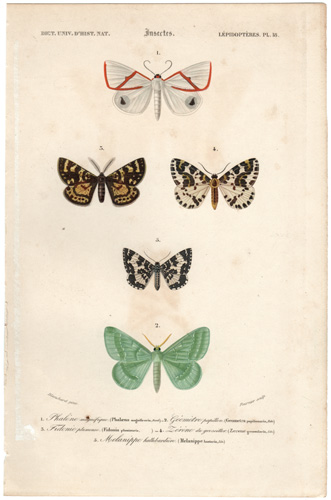 antique prints of Butterflies, Moths